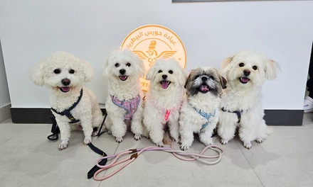 Pay AED 149 for First vaccine for your pet - Horus Veterinary Clinic