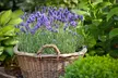 Lavender 'Hidcote' - 12 or 24 Plants - Second Medium