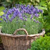 Image 4: Lavender 'Hidcote' - 12 or 24 Plants