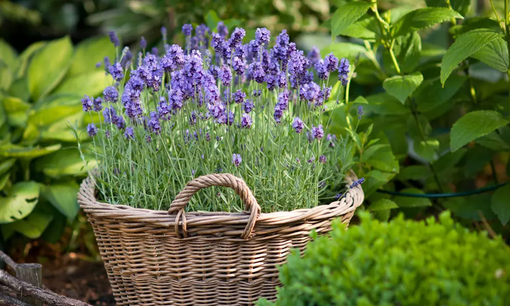 Lavender 'Hidcote' - 12 or 24 Plants