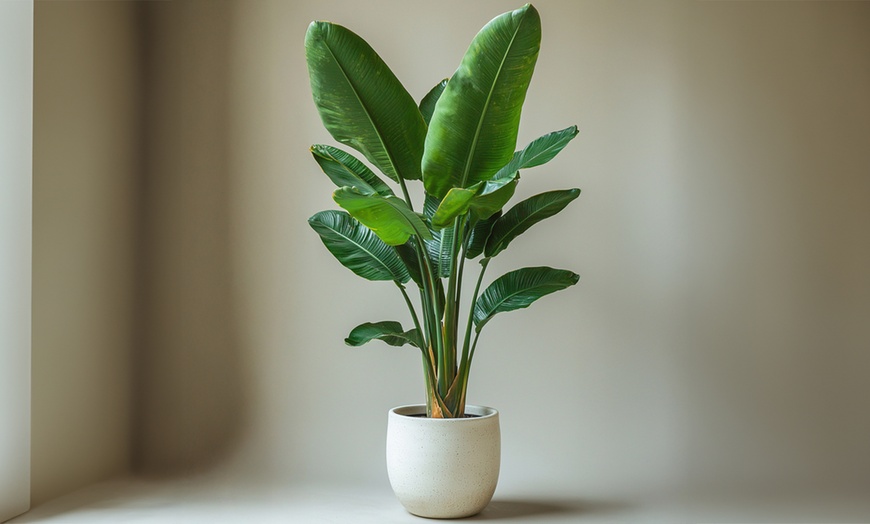 Image 2: Rootz Set of Two Strelitzia Nicolai Bird of Paradise plant
