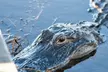 Explore Florida's Everglades with an Authentic Airboat Tour & Miccosukee Cultural Discovery - Second Medium