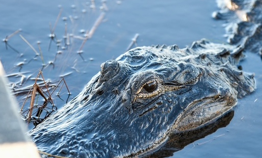 Image 5: Everglades Airboat Tour & Cultural Experience