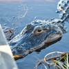 Image 5: Everglades Airboat Tour & Cultural Experience