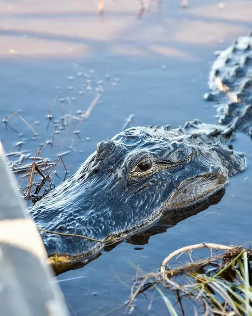 Everglades Airboat Tour & Cultural Experience