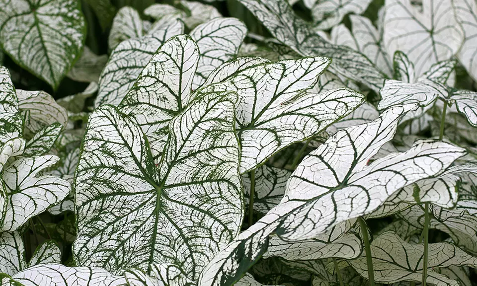 Mixed Caladium Rainbow Plant Bulbs (5-Count) - Second Medium