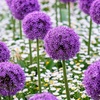 Image 4: Allium Bulbs Collection