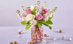 ProFlowers Radiantly Fresh Flowers & Gifts with Same Day Delivery Up to 64% Off 
