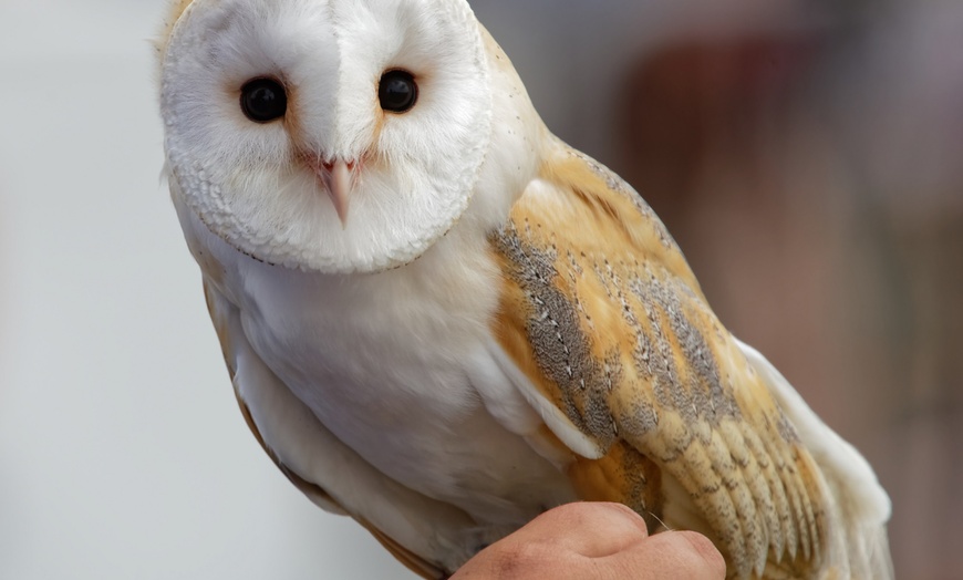 Image 10: Birds of Prey or Owl Encounter Experience at CJ's Birds of Prey