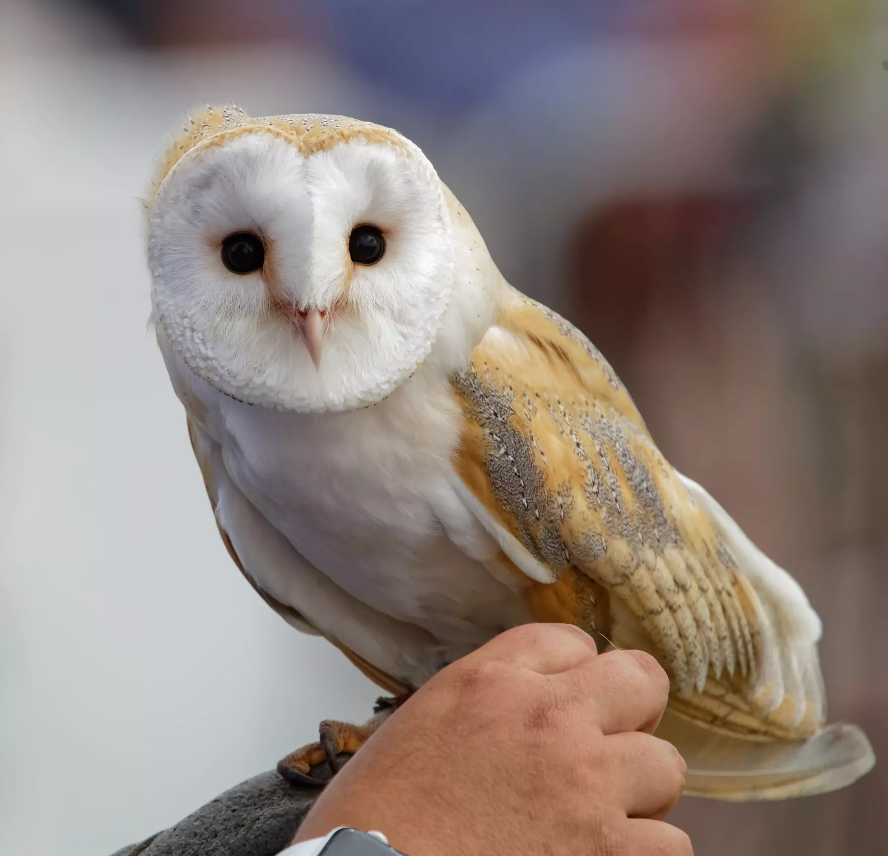 Birds of Prey or Owl Encounter Experience at CJ's Birds of Prey