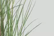 1 ou 2 Miscanthus Gracillimus XL de Rootz, 40-60 cm de hauteur - Second Medium
