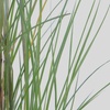 Image 3: 1 ou 2 Miscanthus Gracillimus XL Rootz