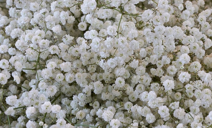 Image 18: Graduation Flower Bulb Collections