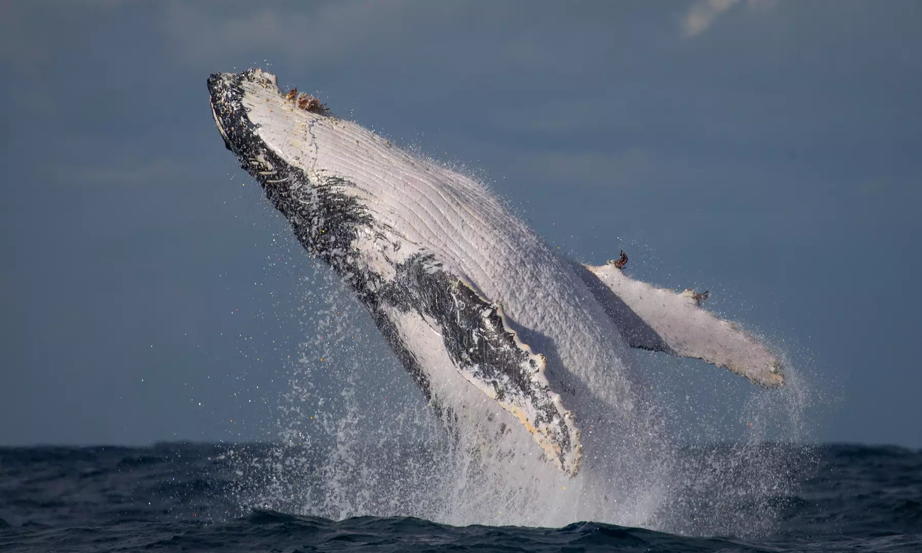Weekday/Weekend Express 3 Hour Whale Watching Cruise with Refreshments