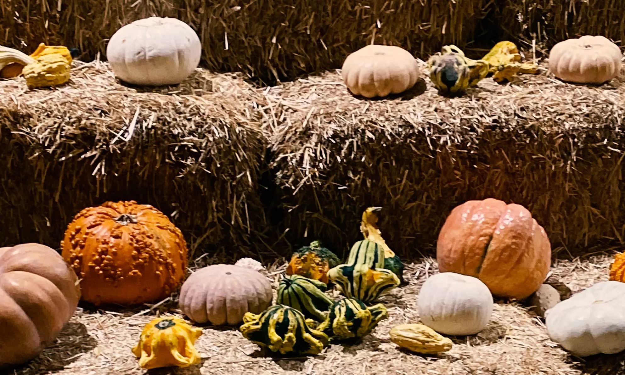 Mr. Jack O’ Lanterns Pumpkin Patch Halloween fun (Up to 44% Off)