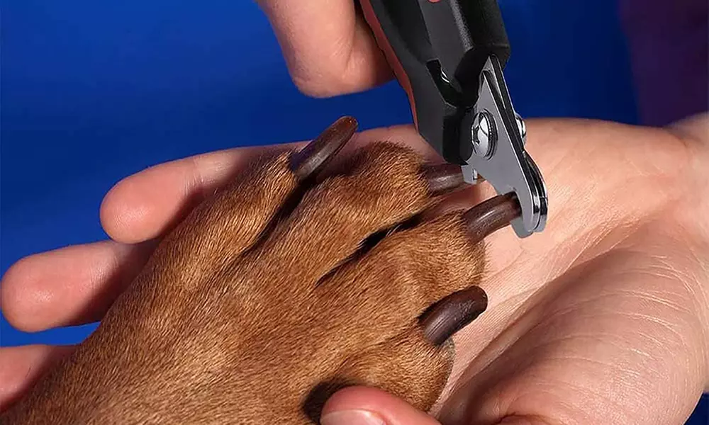 1 o 2 tagliaunghie per animali domestici Generise con lima per unghie