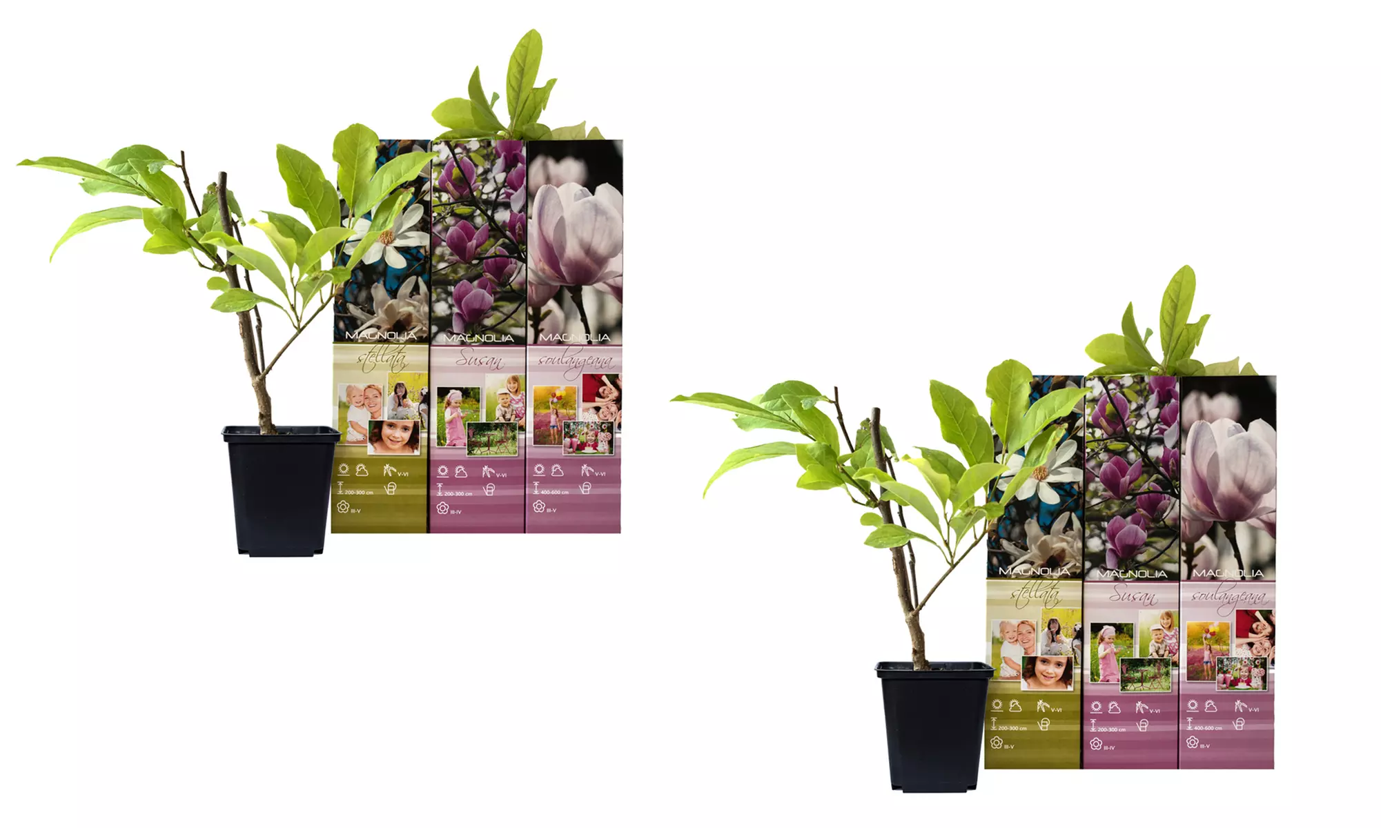 Bis zu 66% Rabatt auf OH2 3er- oder 6er-Set Magnolien: Stellata, Susan  und/oder Soulangeana | Groupon Shopping