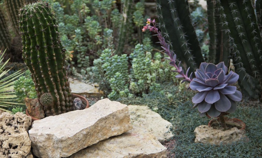 Image 7: 4 or 8 Echeveria Jumbo Plug Collections with Optional Bowl Planter