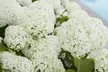 1, 2 of 4 Hortensia Strong Annabelle - Image 5