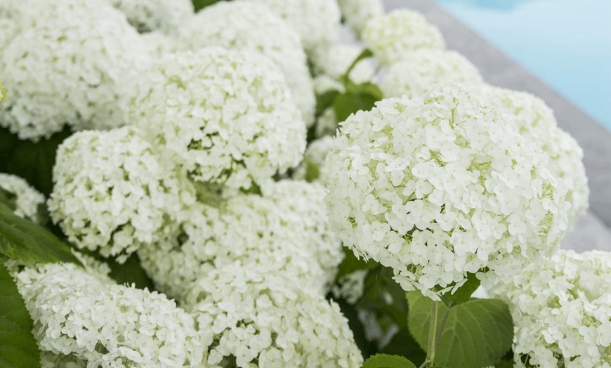 Image 5: Hortensia Strong Annabelle