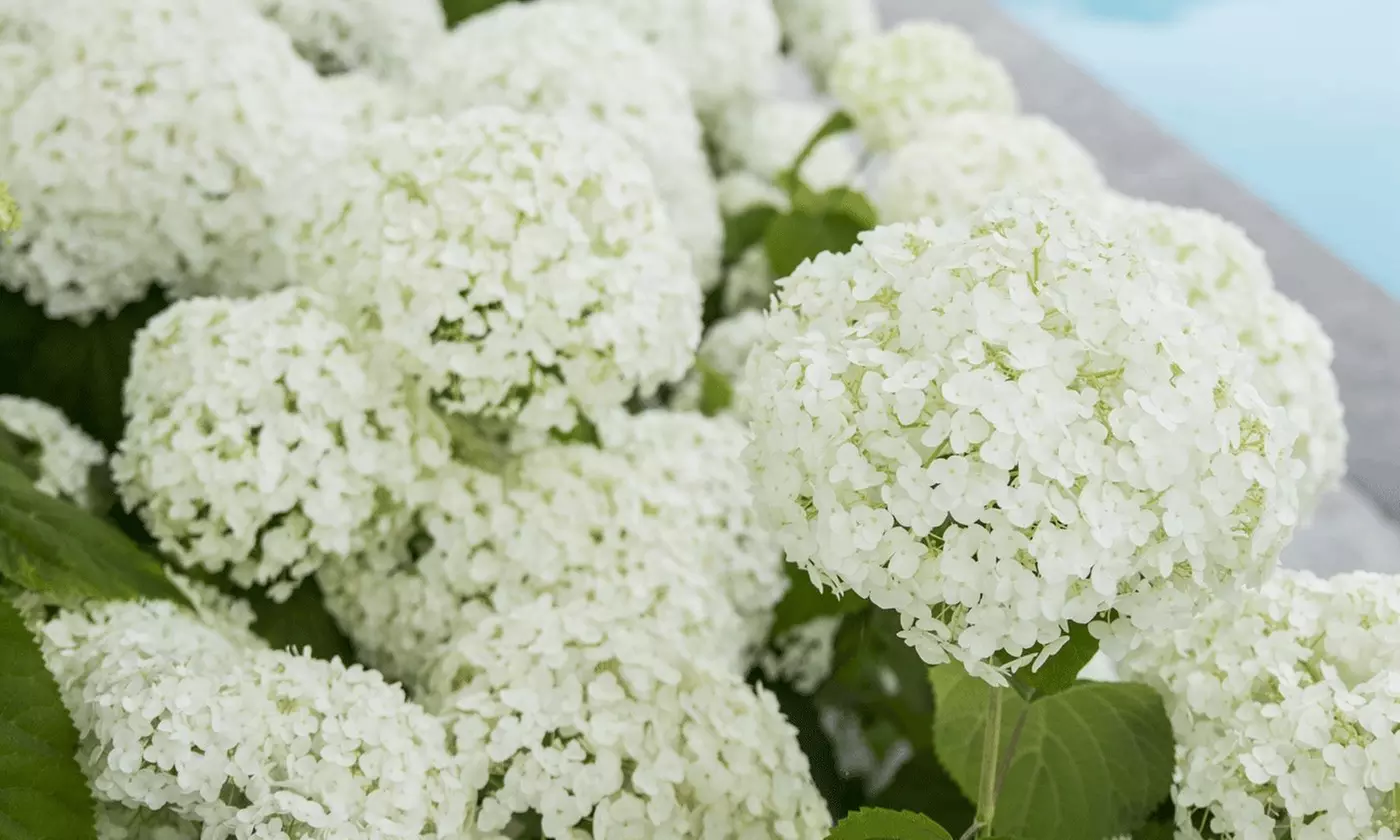 Hortensia Strong Annabelle