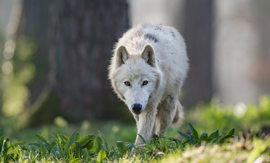 Image 6: Billet PassHan avec accès aux Grottes de Han et au Parc Animalier