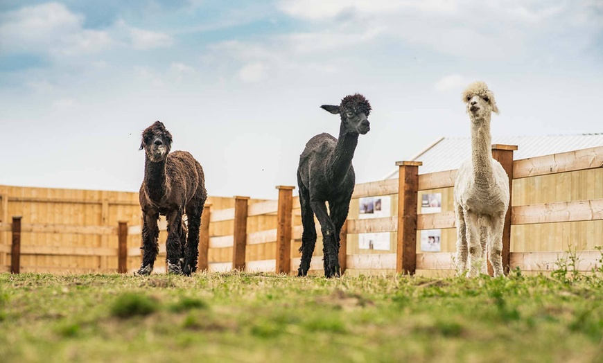 Image 5: Rodzinny dzień pełen zabawy w DonkeySzot Mini Zoo i Park Rozrywki