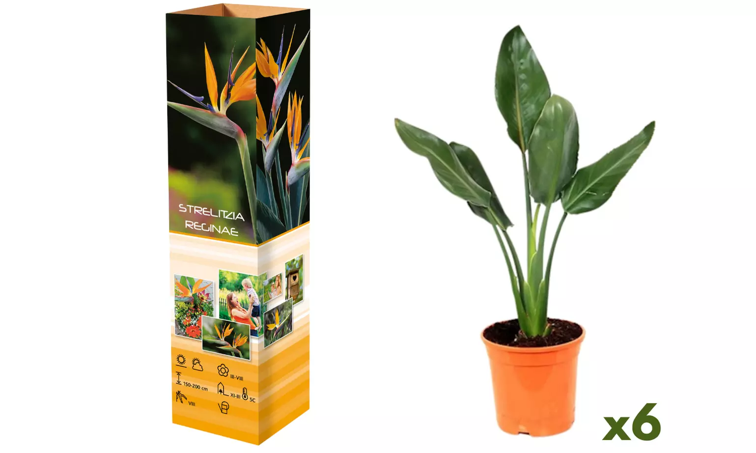 Set van 3 of 6 paradijsvogelplanten