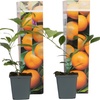 Image 5: Plants de citronnier ou oranger calamondin