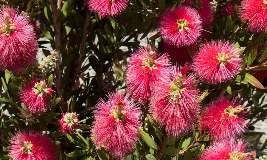 Image 5: One or Two Callistemon Bottlebrush, Lemon-Scented Lollipop Trees