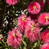 Image 5: One or Two Callistemon Bottlebrush, Lemon-Scented Lollipop Trees