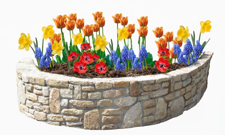 Image 7: 125 o 250 mix di bulbi colorati