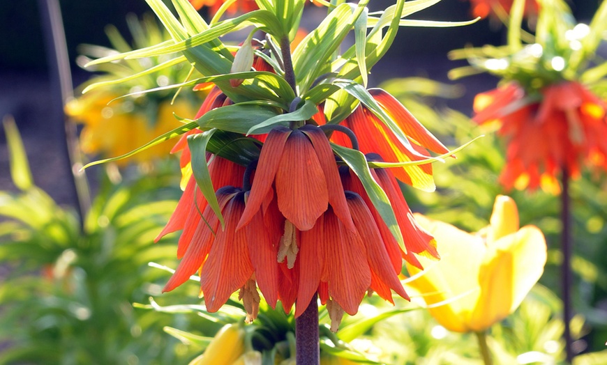 Image 3: 3 bulbi di Fritillaria Lutea e Rubra