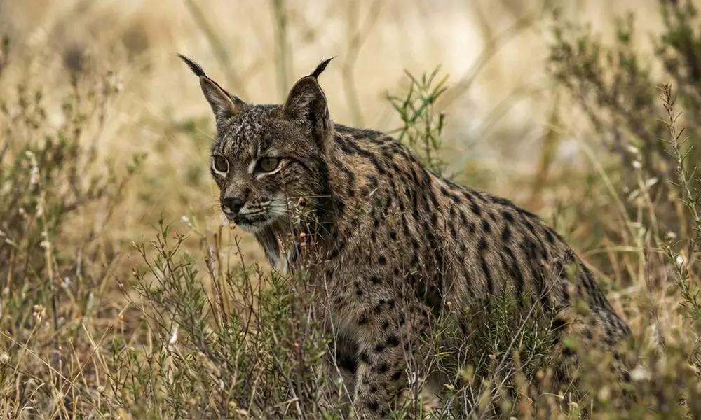 Visita guiada al Parque Nacional de Doñana en 4x4 para niño o adulto