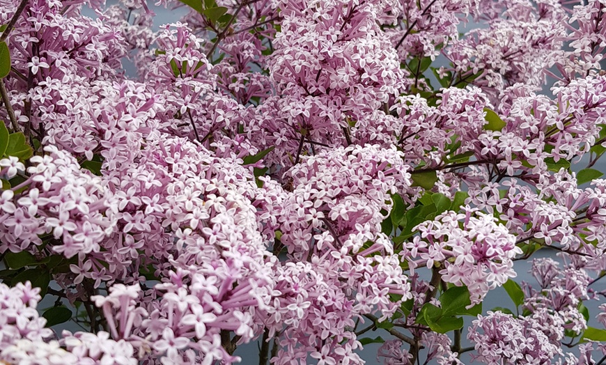 Image 2: Pair of YouGarden Lilac Syringa Palibin Standard