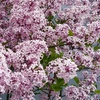 Image 2: Pair of YouGarden Lilac Syringa Palibin Standard