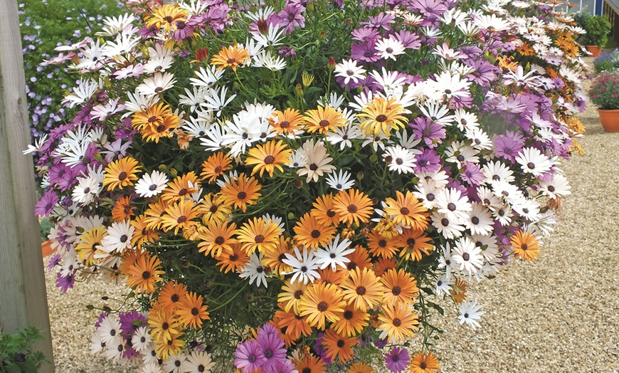 Image 9: Summer Flowering Cascading Basket Plants
