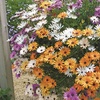 Image 9: Summer Flowering Cascading Basket Plants