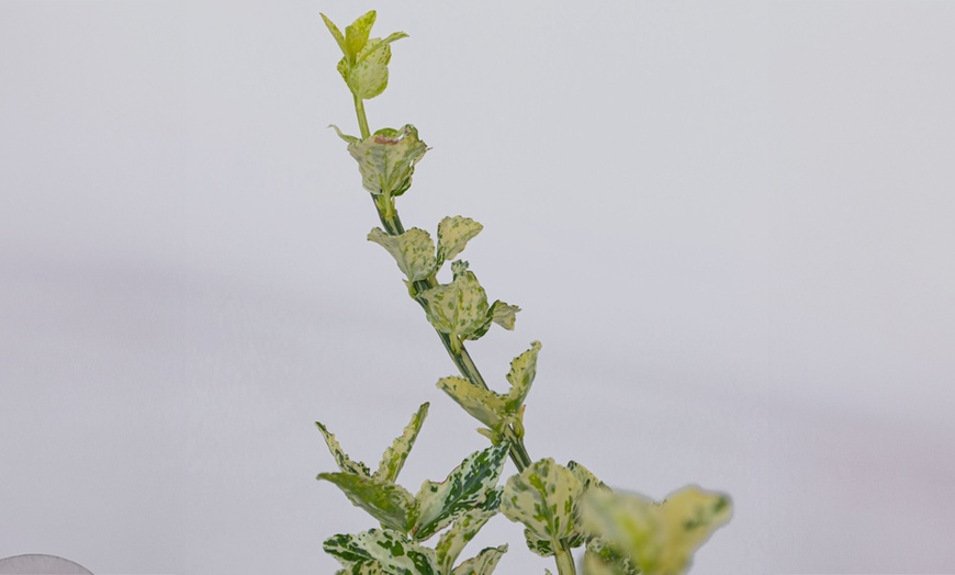 Image 2: Plante de jardin Euonymus fortunei 'Harlequin'