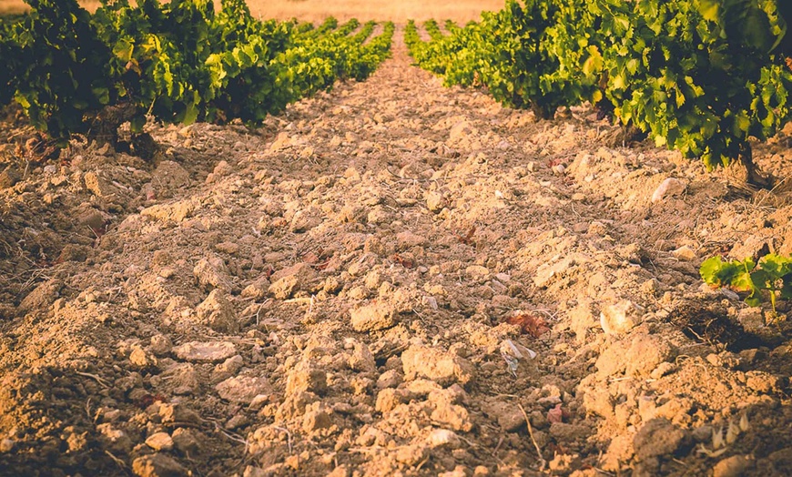 Image 4: Visita a bodega con cata de 3 vinos y aperitivos para hasta 6 personas