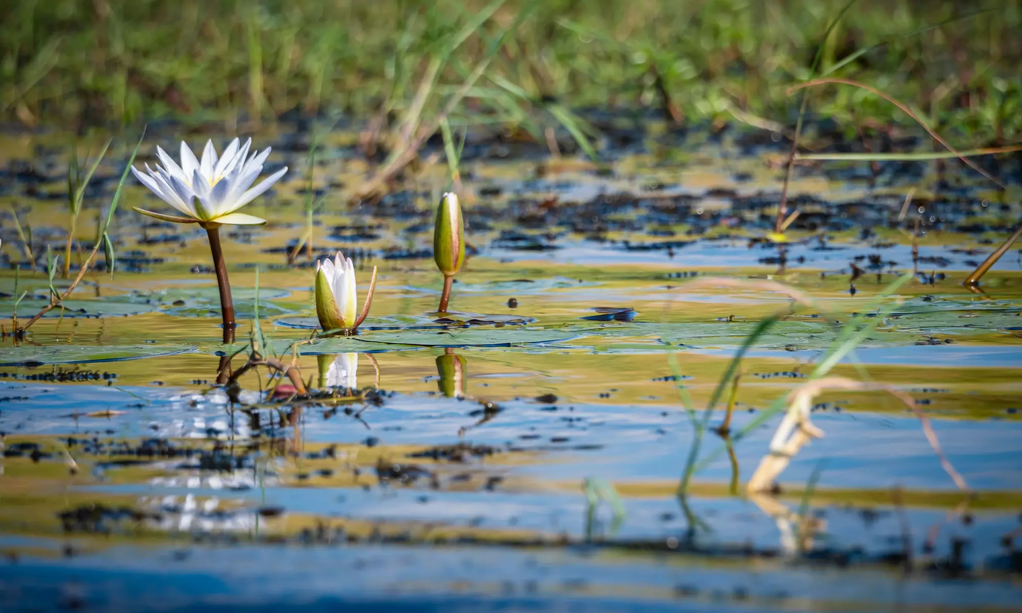 Zimbabwe: 7-Night Yoga & Safari Retreat