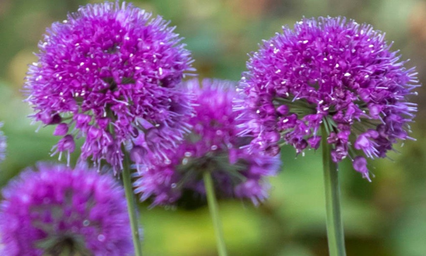 Image 1: Allium Lavender Bubbles