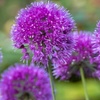Image 1: Allium Lavender Bubbles