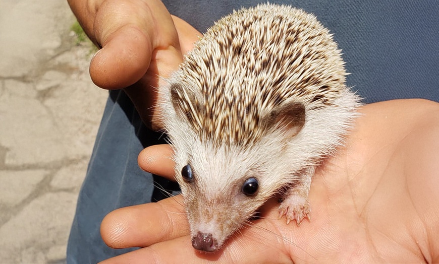 Image 9: Zoo Entry with 5-Minute Pony Ride for Up to Four People