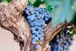 Guided Wine Tasting and Vineyard Tour for Ten or Twelve People at AZ Wine Hops Touring (Up to 25% Off) - Second Medium