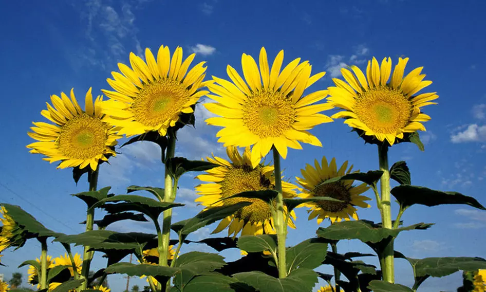 Sunflower Seed Mats with Soil Block (1-, 2-, or 4-Pack) - Primary Image