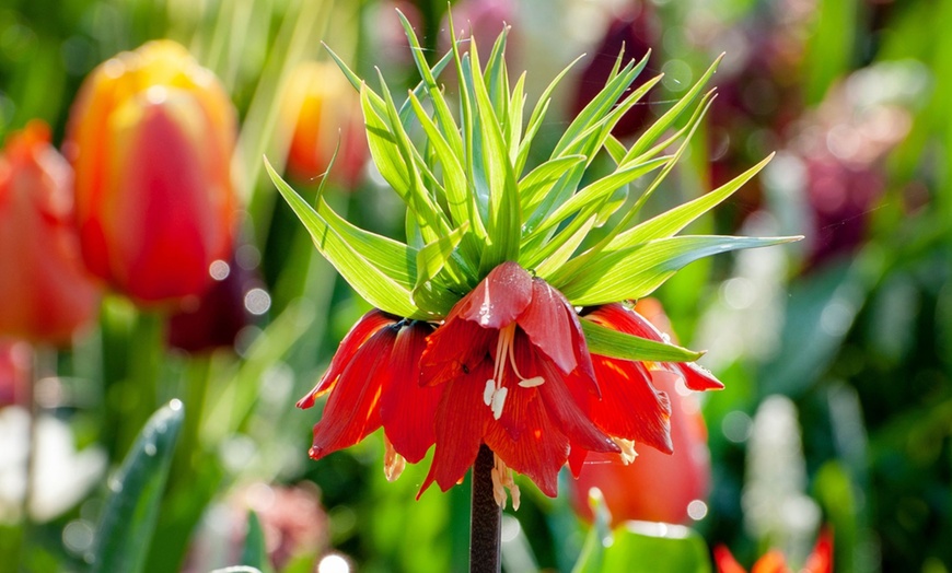 Image 5: Lot de 3 bulbes Fritillaria Lutea ou Rubra