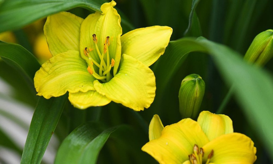 Image 1: Hemerocallis 'See You Tomorrow' - Potted or Bare Root Plants