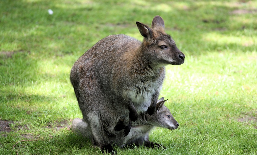 Image 9: 1 Ticket für den Erlebnispark Memleben für 1 Person ab 3 Jahren