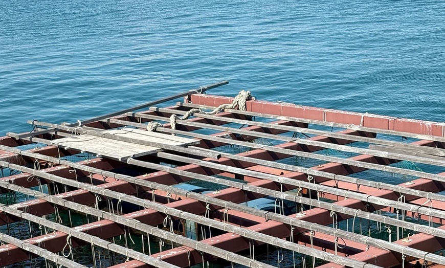 Image 12: Salida en catamarán con degustación de mejillones para niño o adulto